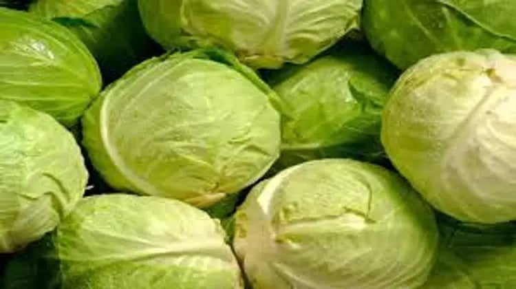 Cabbage