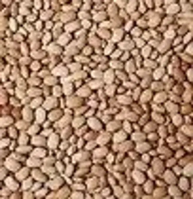 Olo Drum beans (Half derica)