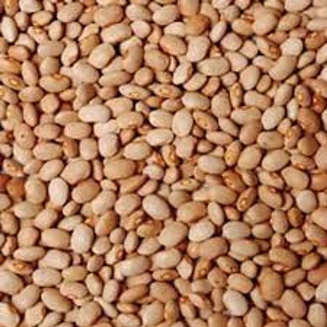 Oloyin beans (paint size)